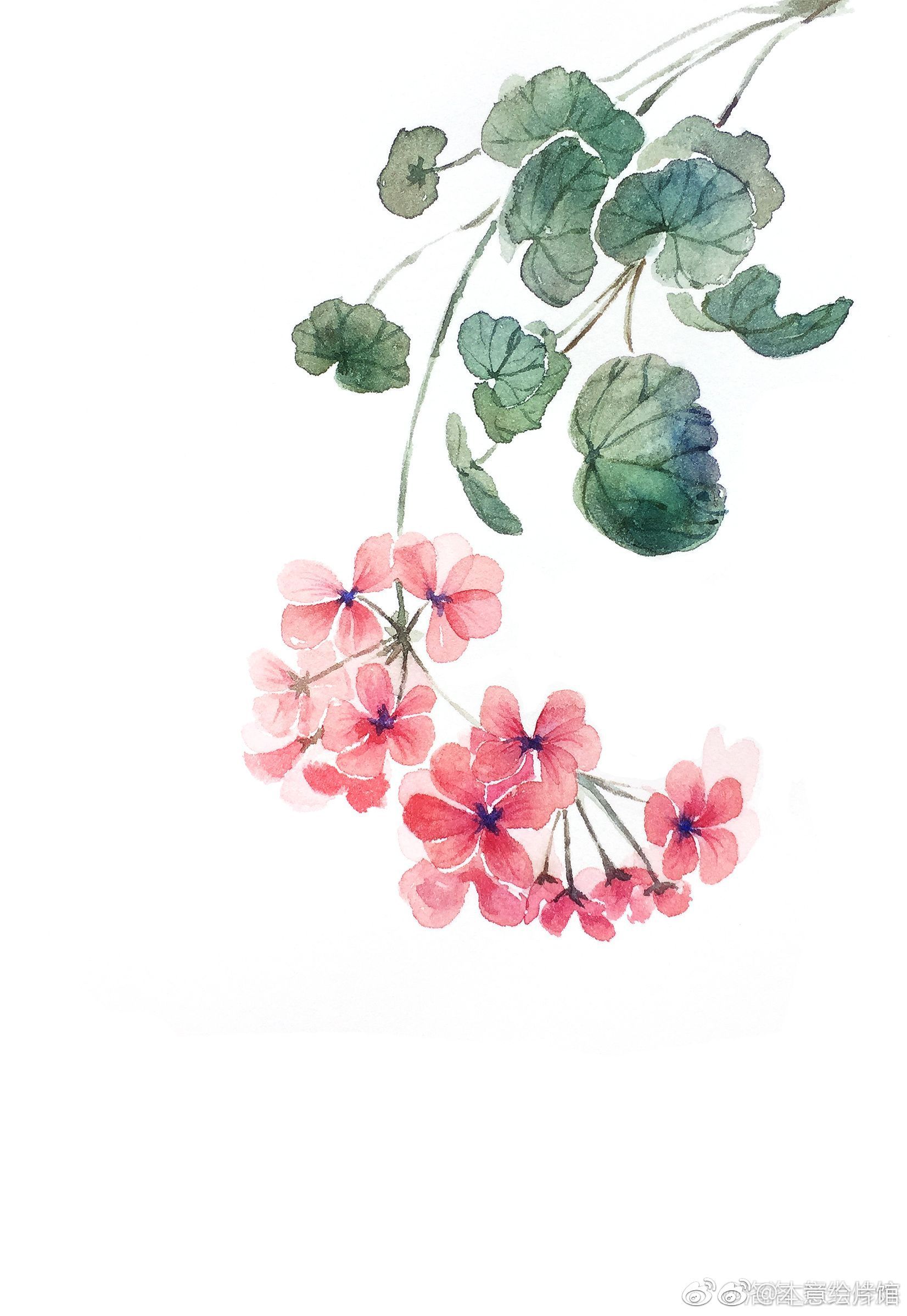 小清新水彩花卉一组绘画