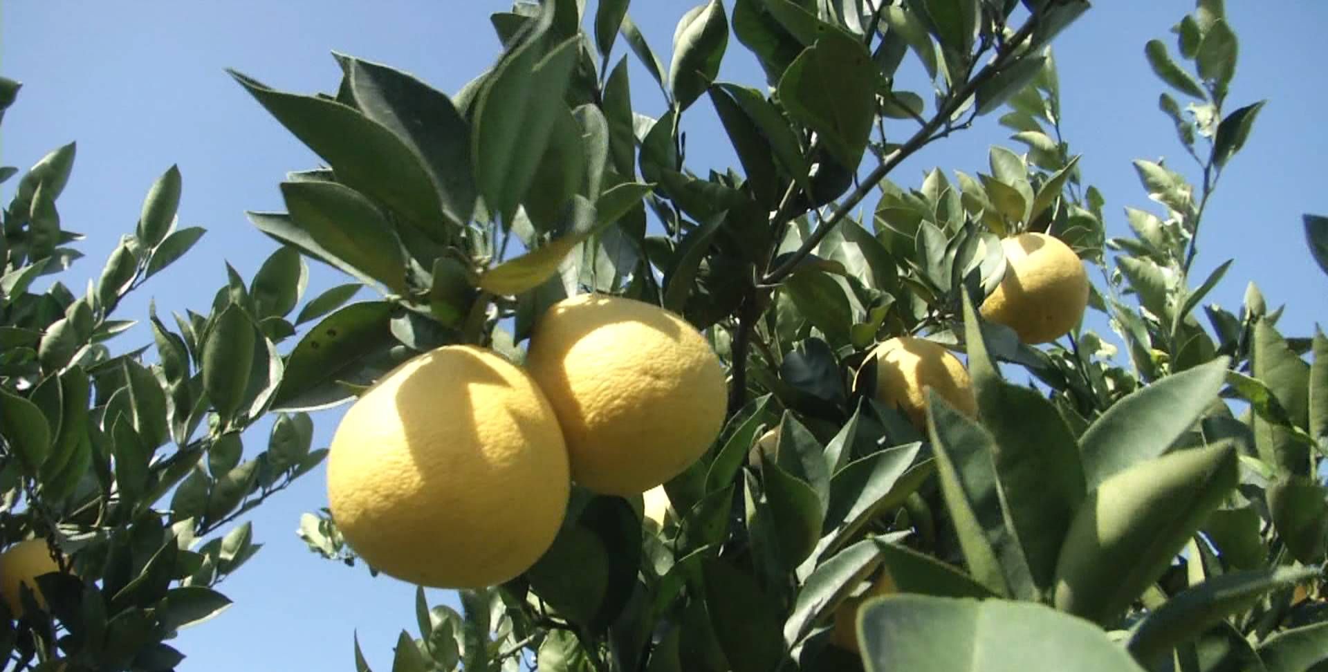 快来瞧!沼山的胡柚迎来大丰收,乡亲"柚"赚钱啦!