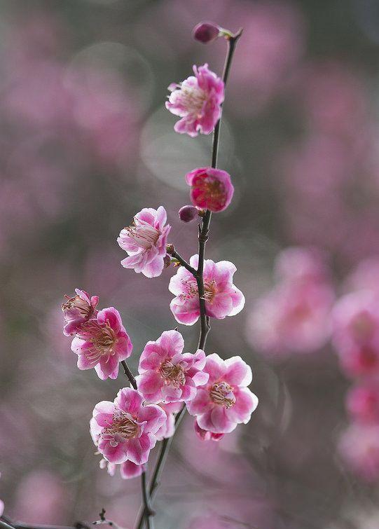 最喜欢这样的花朵,看起来是那么的赏心悦目!