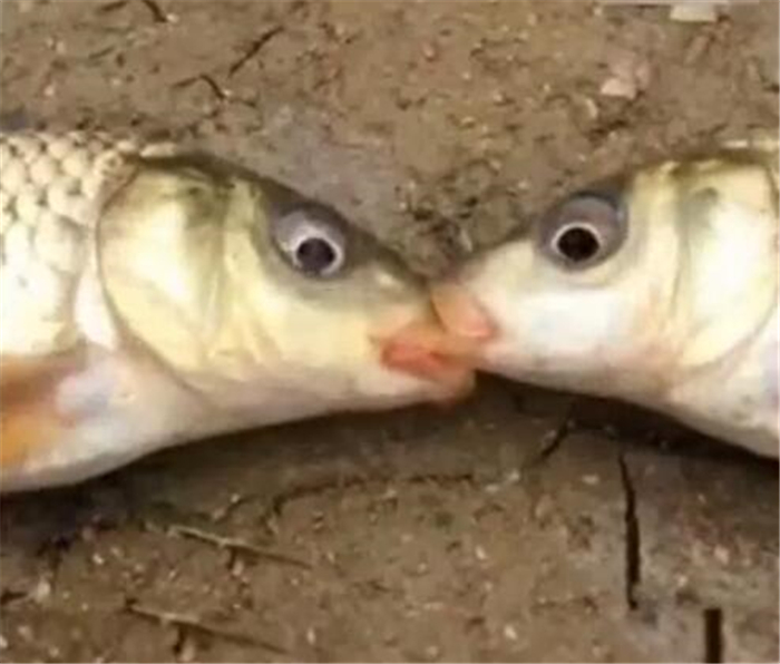 两条鱼吻别 好像知道很快就要死了