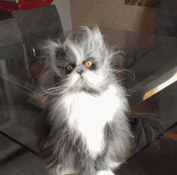 猫咪头上的毛发都翘起来了,像是还没睡醒的样子,表情太好笑了!