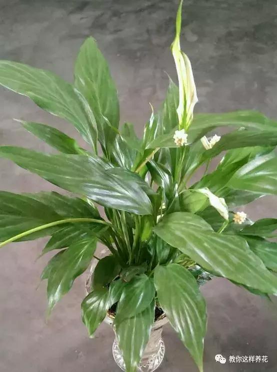 白掌绿巨人白掌白掌也有不少品种,比如绿巨人白掌,香水白掌,神灯白掌