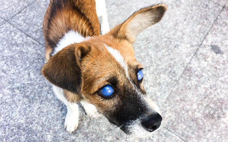 狗狗瞳孔发蓝图片