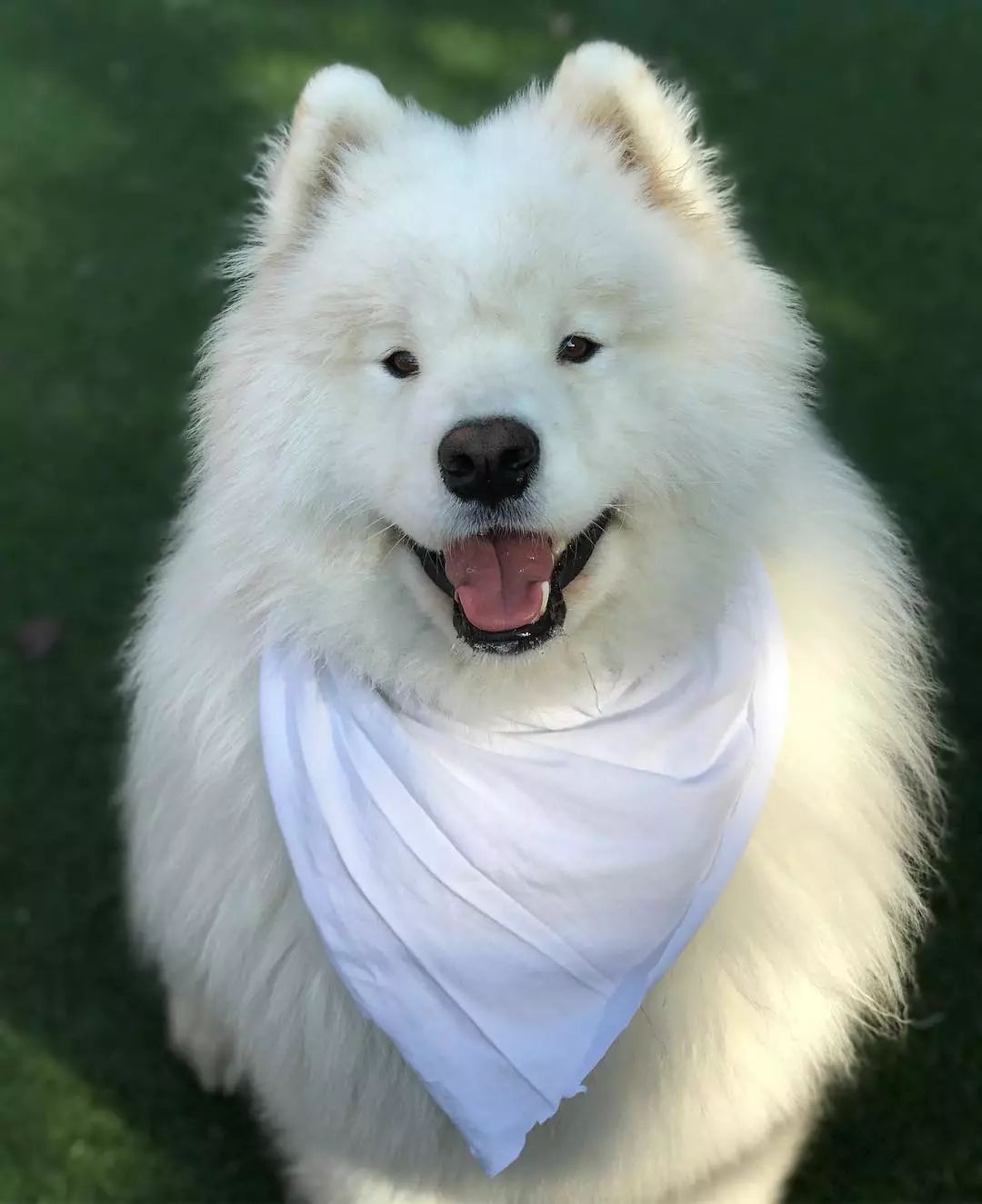 萨摩耶只需一笑,便倾国倾城,"糟糕,是心动的感觉"