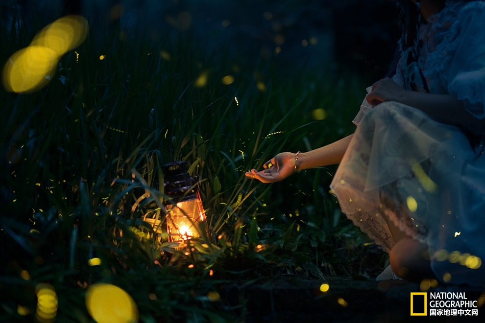 如何拍出一张梦幻的萤火虫照片