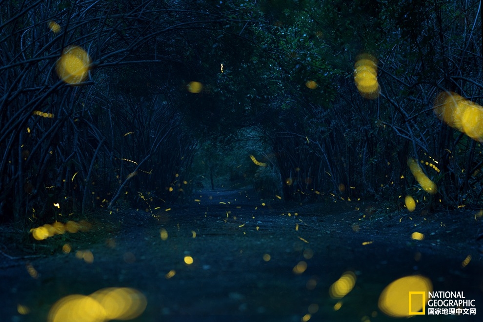 萤火云是做什么的 网站托管是什么意思