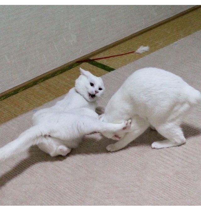 两只猫咪前一秒打架打的你死我活,后一秒就粘一起秀恩爱