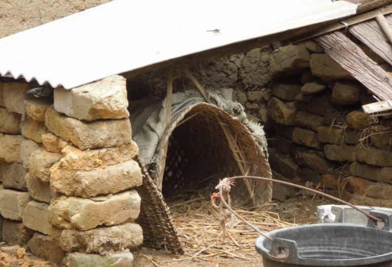 狗狗每天叼一块砖头,凑近后主人发现异常,得知原因后开心了