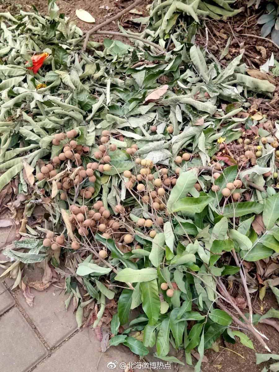 西南大道龙眼树果实被偷摘,太猖狂了|龙眼|果实|龙眼树_新浪新闻