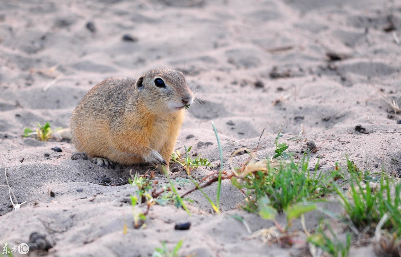 草原荒漠化的凶手蒙古黄鼠