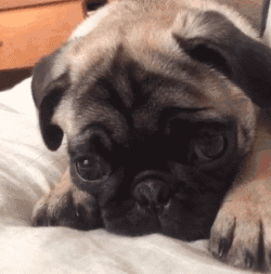 各种巴哥的搞笑表情图····|巴哥|表情图|哈巴狗_新浪新闻