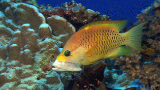 搞笑gif图片:姑娘你这是咋了,表情好委屈呀!