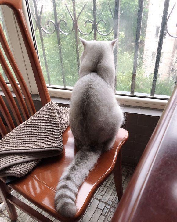 猫猫|尾巴|意见者_新浪新闻