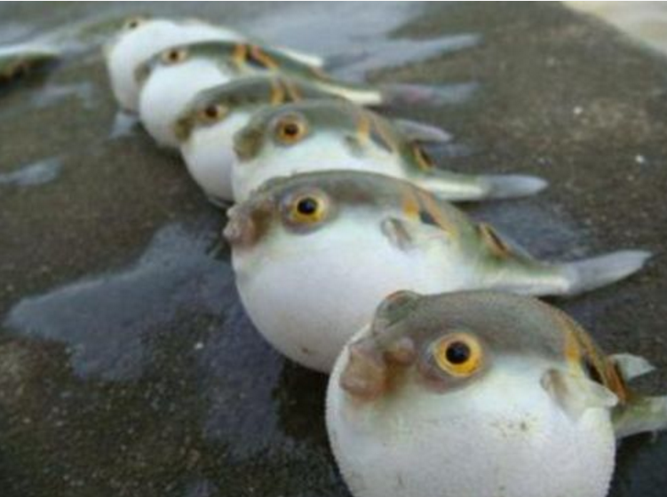 男子发现这几只小鱼还在动,还会鼓出来一个包包,这是什么鱼呢?