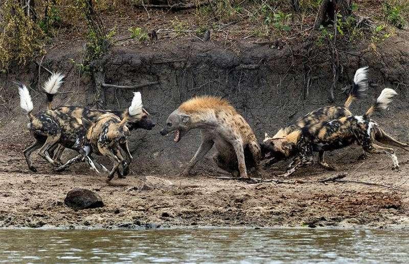 饥饿抑制竞争野狗和鬣狗合力捕杀羚羊动物学家称第一次见