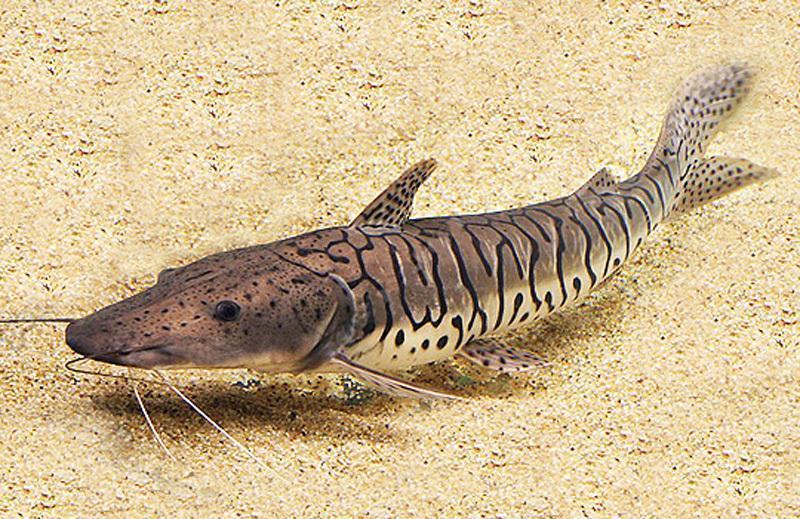 实拍:虎纹怪鱼现身乌苏里江,打鱼10多年的渔夫也不认识虎皮鸭嘴鲶资料