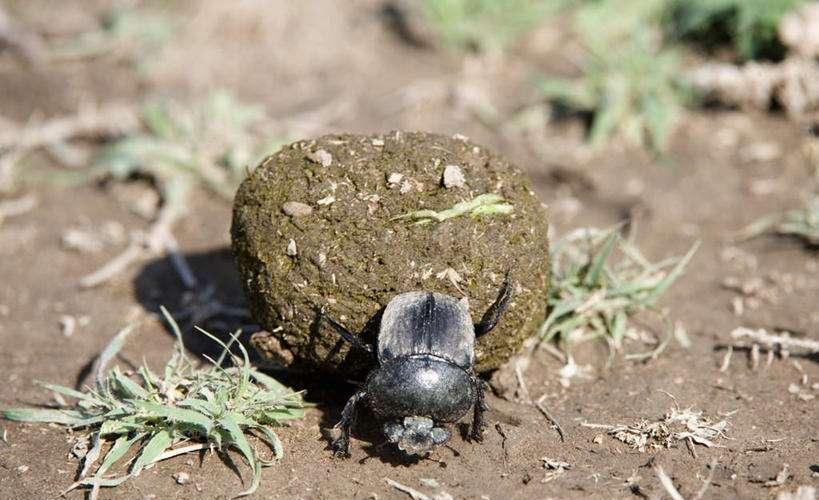 农村这种虫以屎为生, 人称"偷屎爬", 现在却难寻