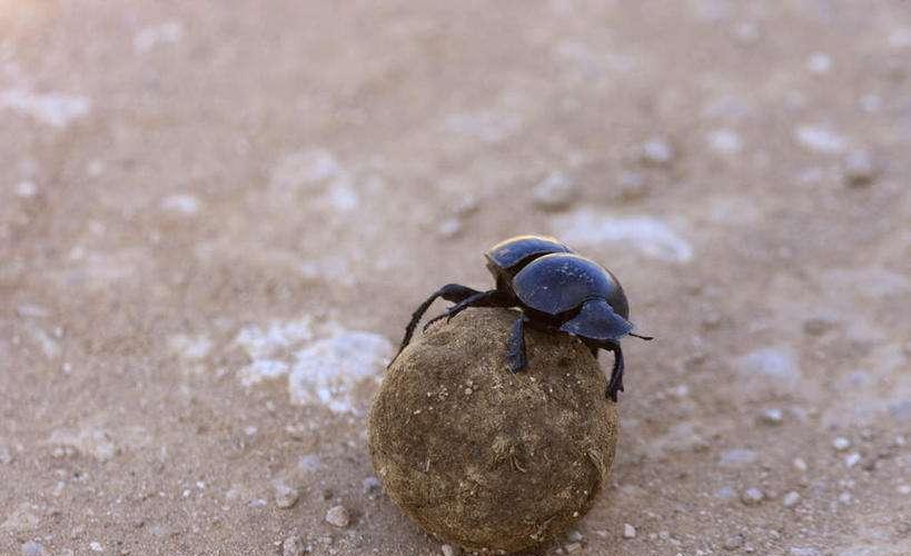 农村这种虫以屎为生, 人称"偷屎爬", 现在却难寻