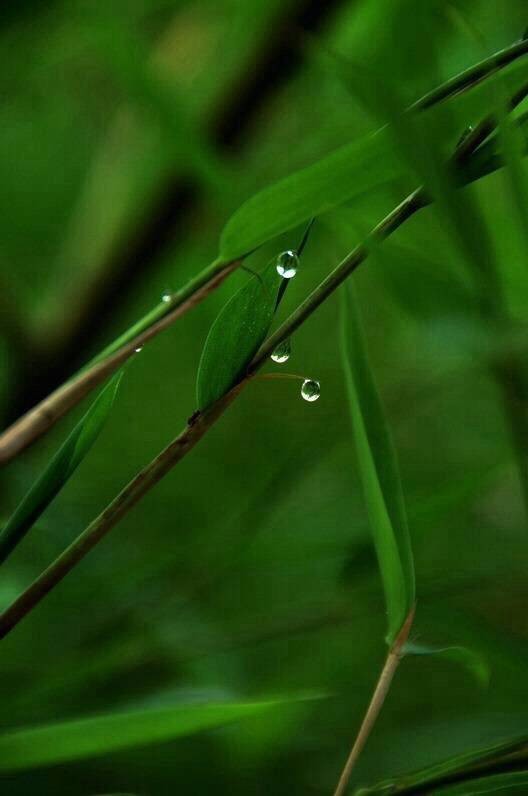 绵绵雅竹魂,碧绿沁心脾!