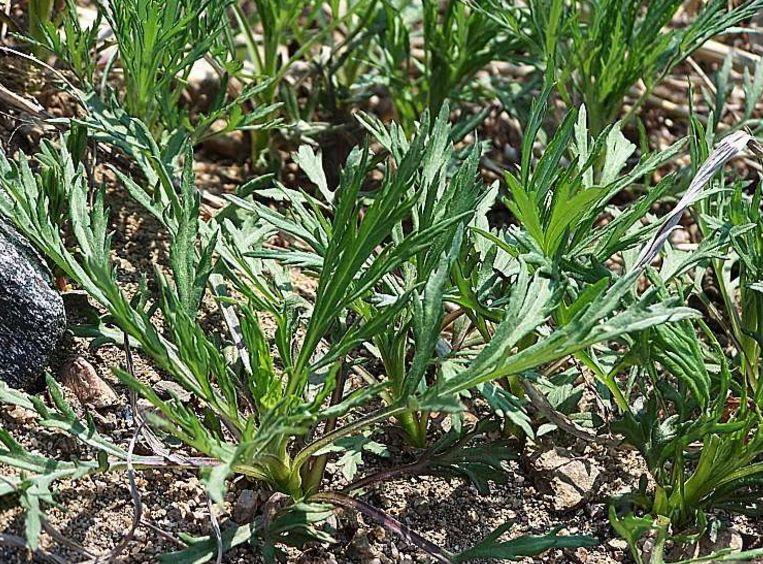 农村4种野菜,不仅好吃,有很高的药用价值,赶紧告诉身边的朋友