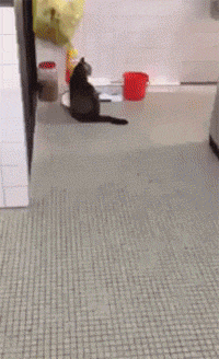 200_328gif 动态图 动图