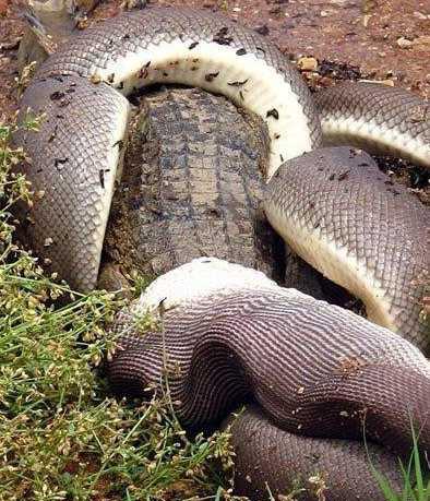 小蟒蛇被鳄鱼吃掉蟒蛇妈妈报复将鳄鱼吞下,摄影师拍到一只饥肠辘辘的