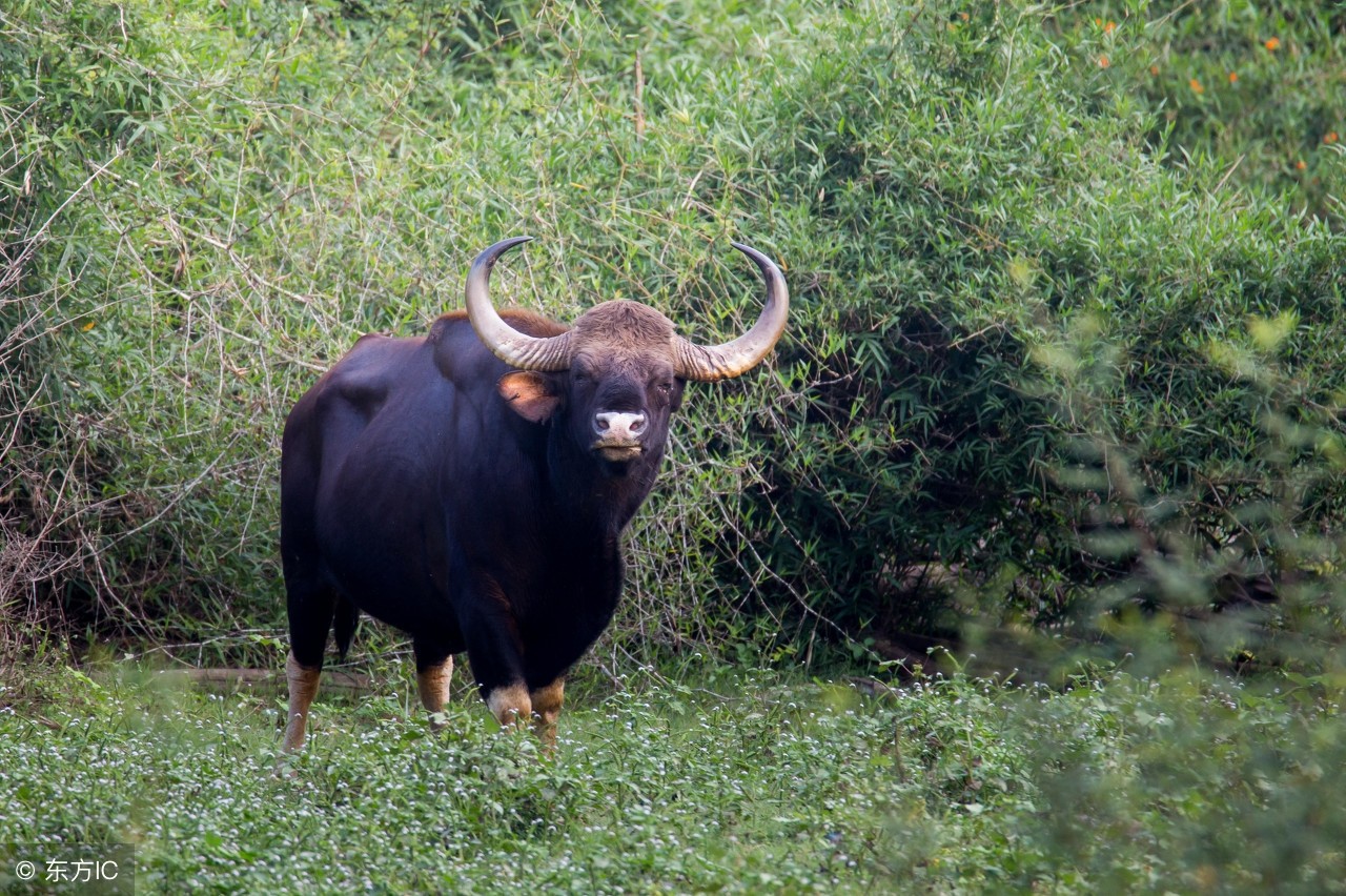 世界上最大的野牛连老虎都不敢招惹