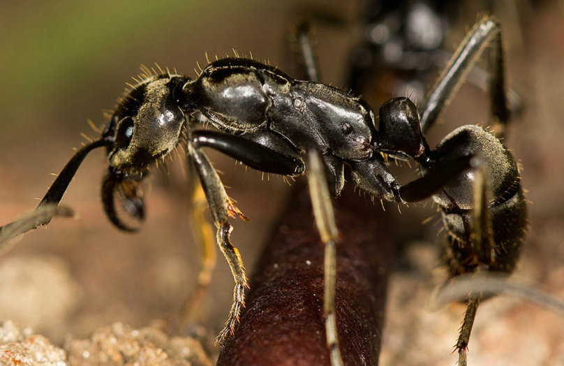 意想不到,它的毒液比世界上剧毒的蛇还要毒|毒液|白蚁|巢穴_新浪新闻
