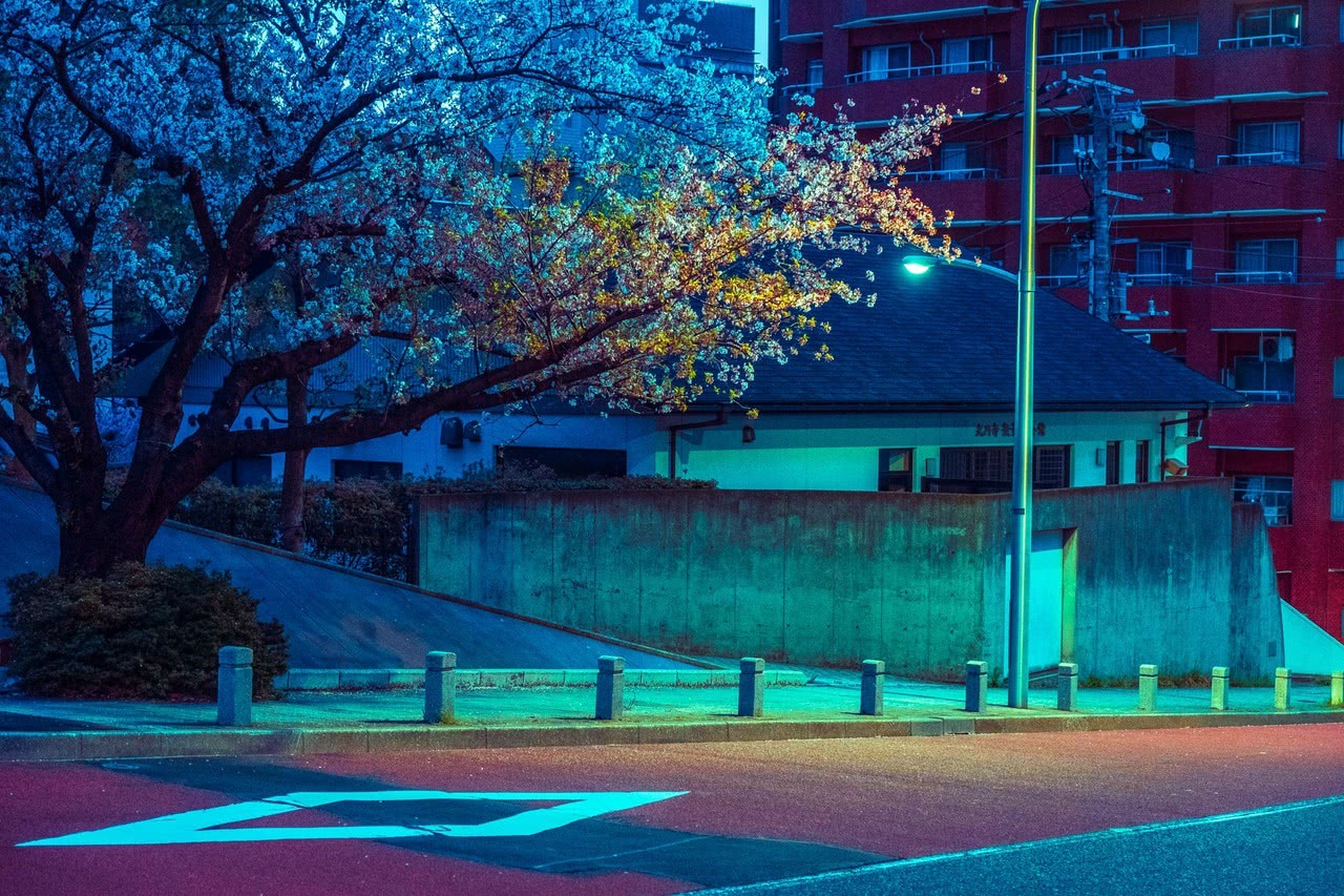 到了深夜空无人烟的街道上,樱花树随着阵阵清风掉落,不过一会儿马路边