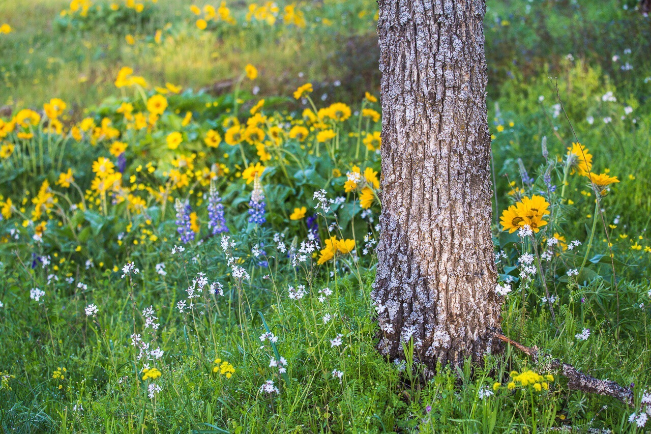 五月的俄勒冈小路,油画一般 林间野花摇曳,闭上眼睛倾听