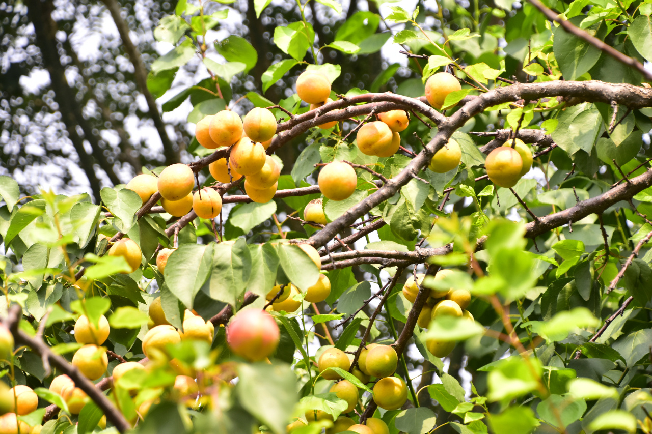 巨鹿红杏商务节巨鹿县高邓庄小杜姑娘家的水白杏