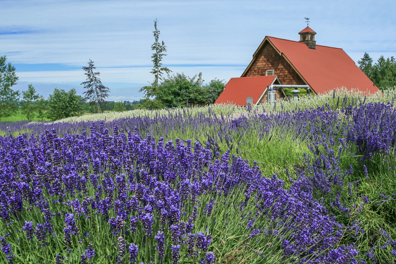 薰衣草小镇sequim,离西雅图车程两小时