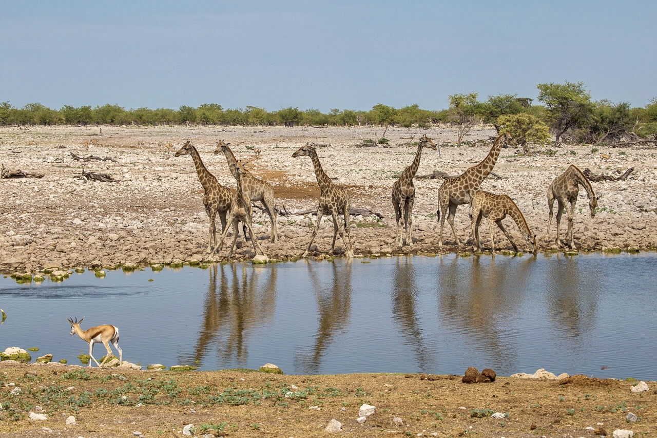 一望无际的非洲大草原上雨季还没有到来