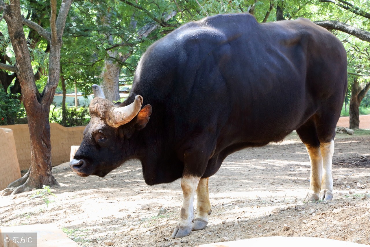 世界上最大的野牛连老虎都不敢招惹