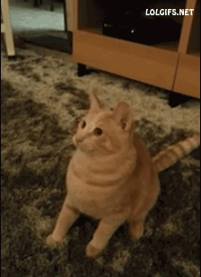 这些承包猫界笑点的魔性动图你见识过几个