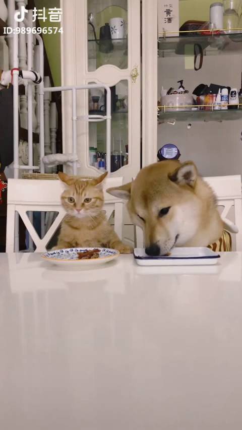 冯提莫 提莫抖音更新了,我们一起学猫叫,一起喵