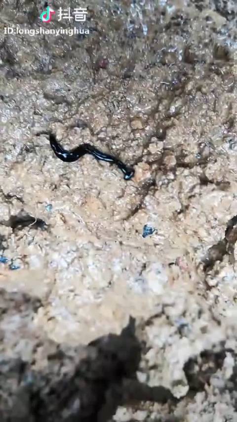 笄蛭涡虫,据说就是古人所说的蛊,