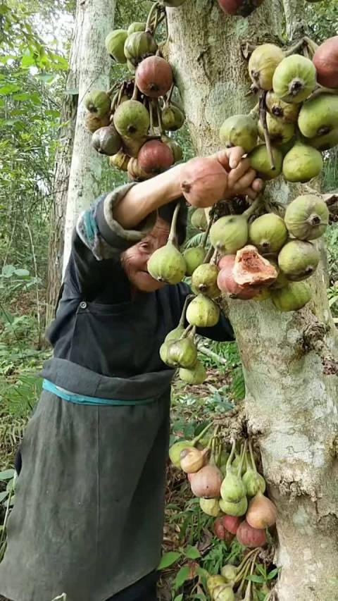 云南奶奶又找到了一颗树,这个其实叫木瓜榕,跟无花果同科的