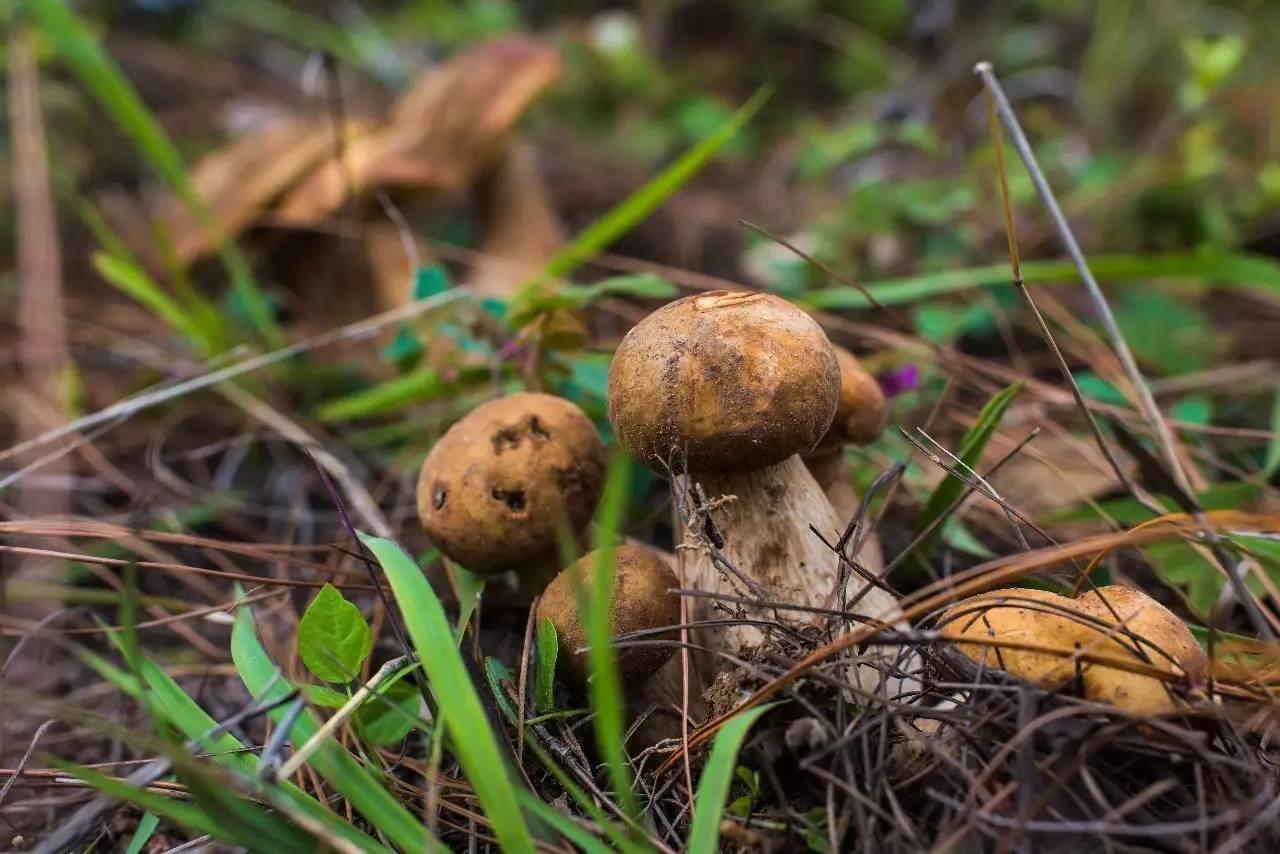 图片[2]-哪些野生蘑菇不可以吃-博云求真