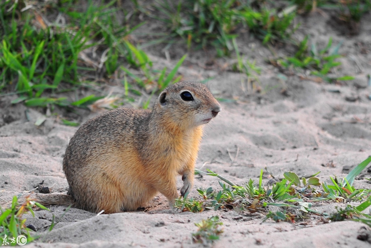 草原荒漠化的凶手蒙古黄鼠