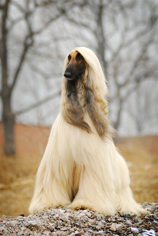 是的,这就是超拉风的阿富汗犬了,拥有一头飘柔般自信的飘逸长发.