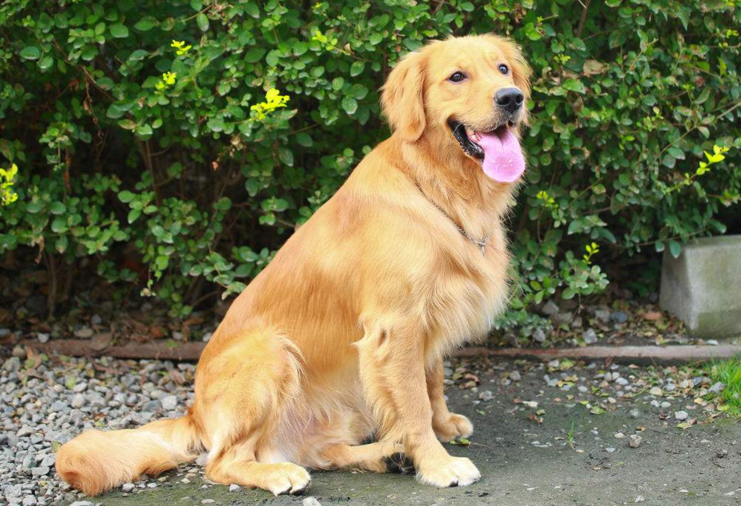 大型犬|狗狗|主人_新浪网