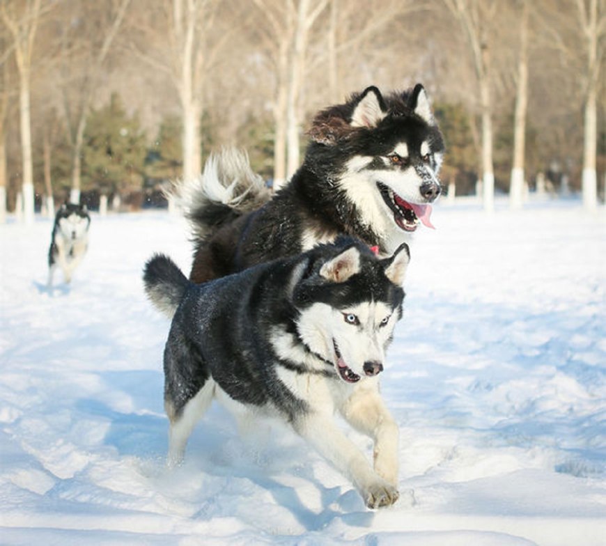 雪橇三傻中轮颜值绝对当属萨摩耶哈士奇什么弱爆了