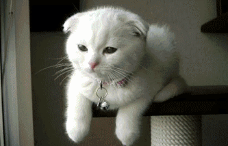 喵星人,这是在给我使眼色吗?没明白要告诉我啥!