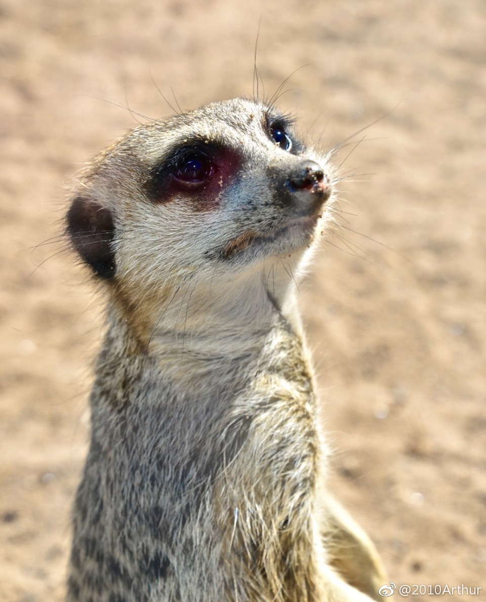 可爱的狐獴,狮子王里的丁满,这专注的样子也太萌了吧.|丁满|獴|狮子王