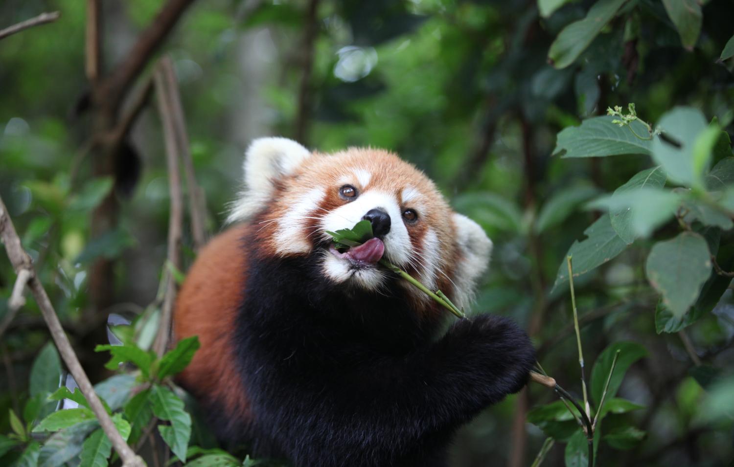 小熊猫嘟嘟"私奔"1个月, 再现园区变"表情帝"又秀恩爱!