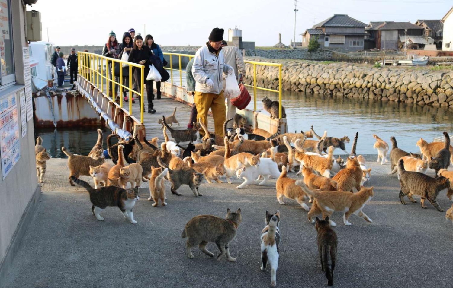 该地老鼠泛滥成灾, 居民无法忍受后引进一批猫, 却又引发了新灾难