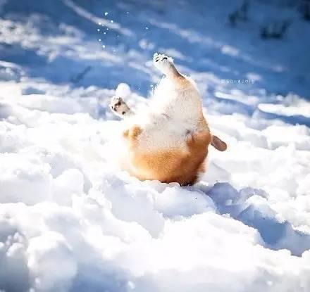 下大雪的图片搞笑图片图片