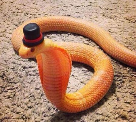 世界上最小又可爱的蛇图片