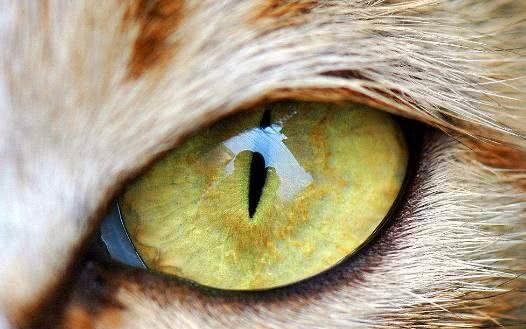 默念一个人的名字:4只眼睛,哪只是狗狗的?测你的洞察力如何